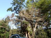 FCX with Honda FC STACK in Yakushima