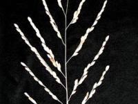 Normal Koshihikari grain cluster