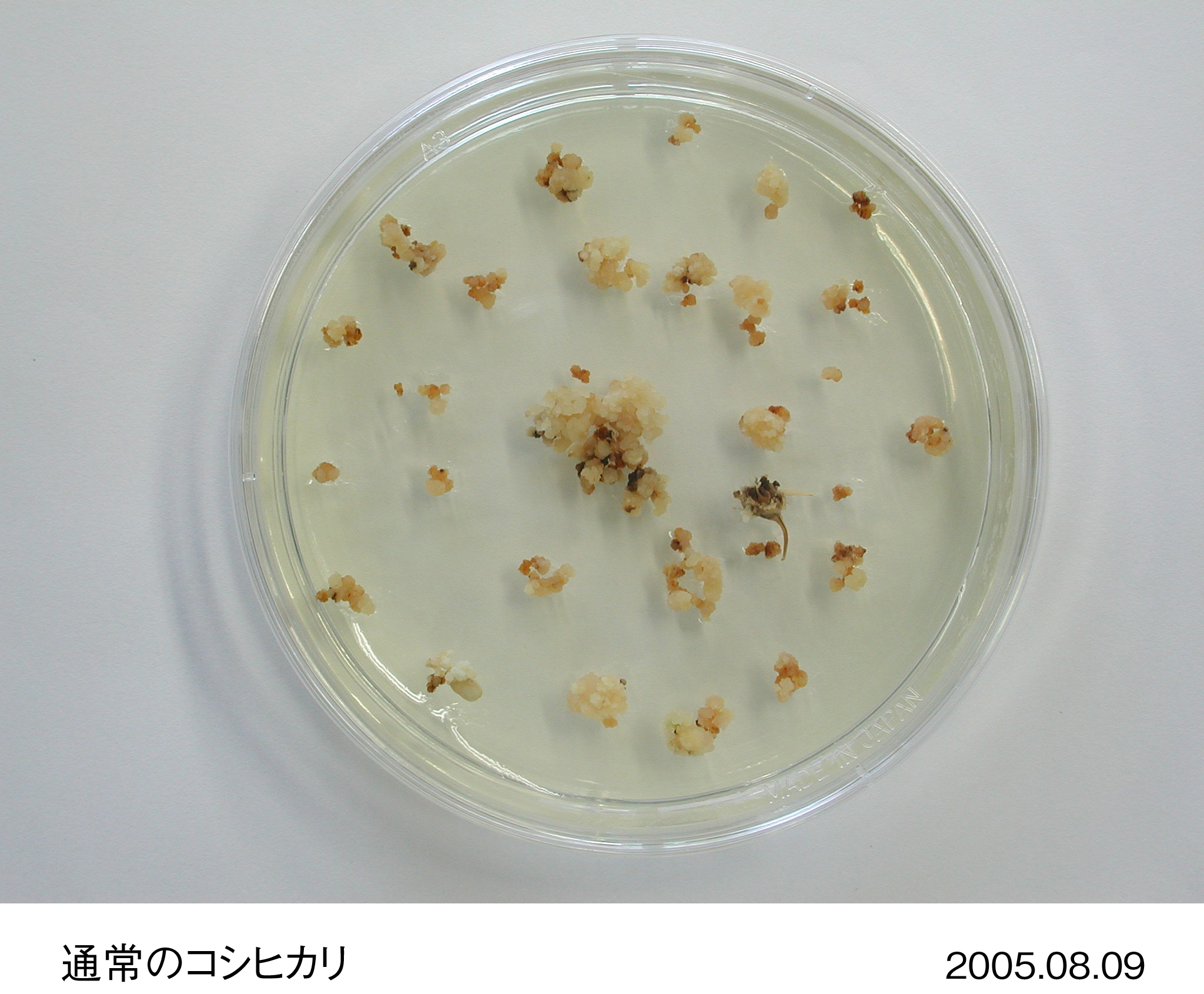 Image・Movie Download