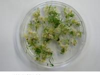 Koshihikari with improved regeneration ability by enhanced PSR1