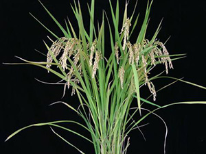 Honda Rice Honda and Nagoya University Jointly Isolate Rice Gene; Research Effort ...