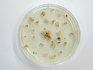 Left: Regular Koshihikari