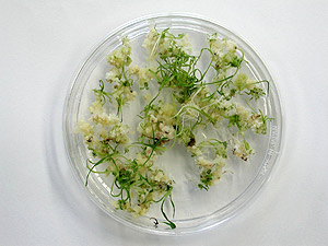 Right: Koshihikari with improved regeneration ability by enhanced PSR1