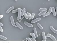 RITE strain microscopic photograph