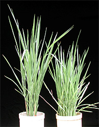 The rice with its height drarted by sd1(right)