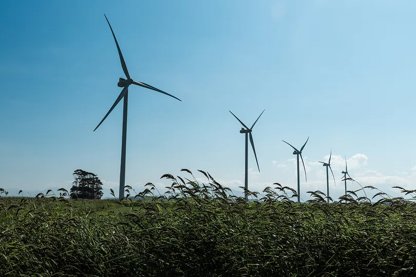 Rice plantation in the area of the wind farm