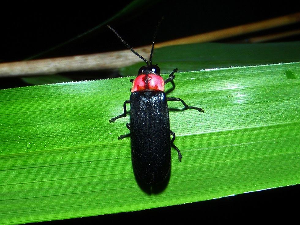 Nipponoluciola cruciate (a type of firefly native to Japan) found within the premise of Yorii Plant  