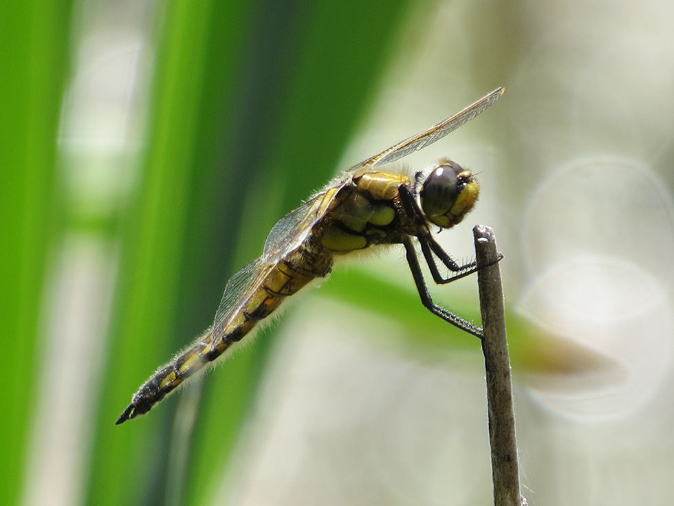 Libellula quadrimaculata (four-spotted skimmer) found within the property of Yorii Plant