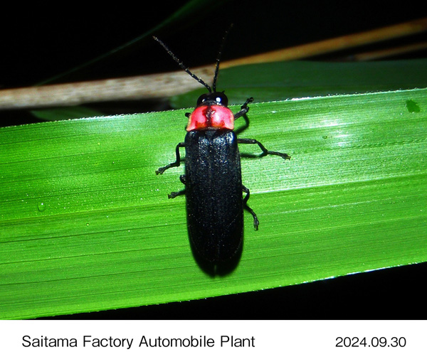 Nipponoluciola cruciate (a type of firefly native to Japan) found within the premise of Yorii Plant