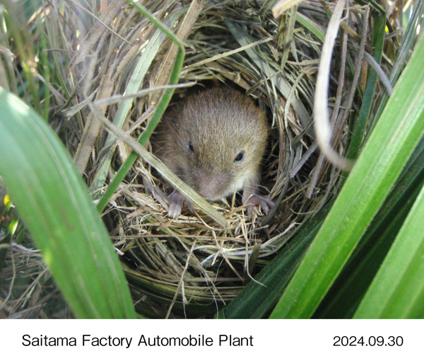 Micromys minutus (harvest mouse) found within the property of Yorii Plant