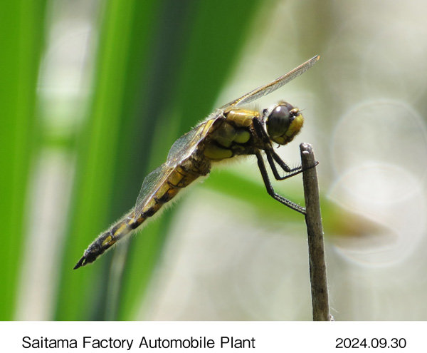 Libellula quadrimaculata (four-spotted skimmer) found within the property of Yorii Plant