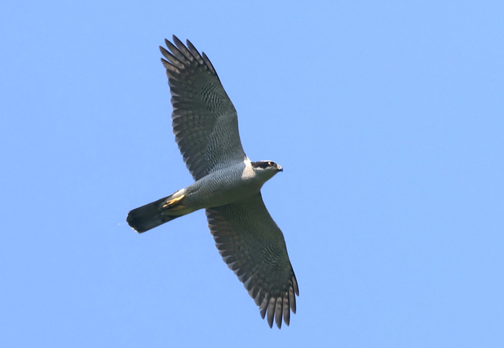 Eurasian goshawk observed on the site