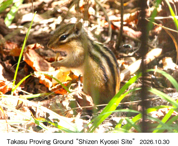 Chipmunks observed on the site