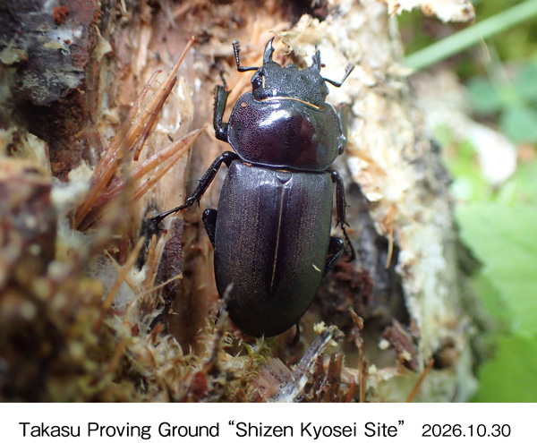 Observed on the site
