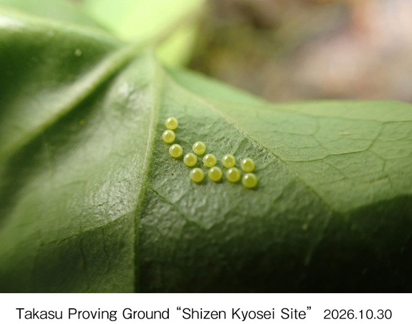 Observed on the site