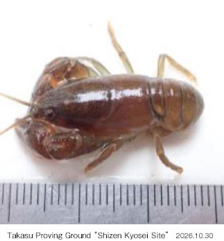 Observed on the site