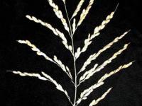 Gn1aコシヒカリ 穂部分