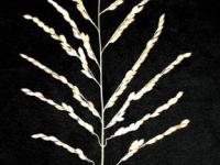 Gn1a+sd1 コシヒカリ 穂部分