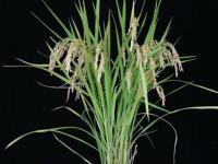 Gn1a+sd1 コシヒカリ