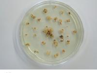 通常のコシヒカリ