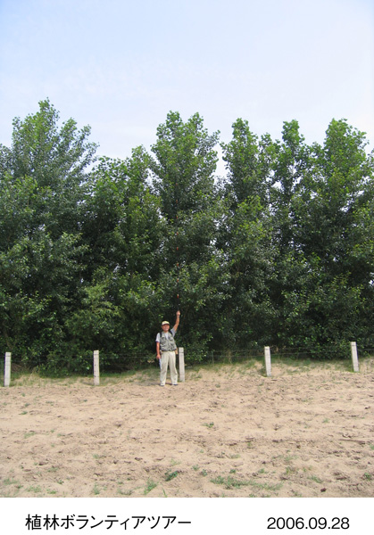 「喜びの森」南側の防風・防砂林のポプラ この木は成長が著しく早く、6〜9m位に伸びている