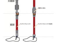 大腿部/脛部の進化