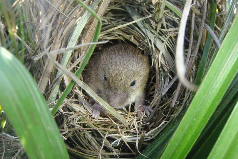 敷地内で確認されたカヤネズミ