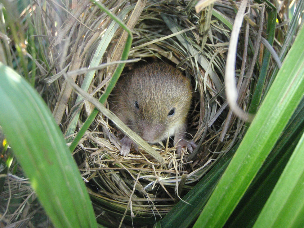 敷地内で確認されたカヤネズミ