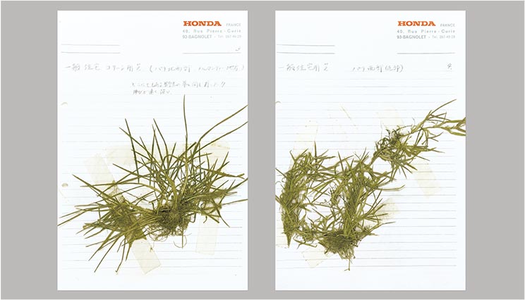 Samples of lawn were collected from around the world to finalize requirements for Honda’s original lawnmower. Both samples, from private residences in Normandy (left) and suburban Paris (right), are both from the same region in France, but differ greatly in length and thickness.