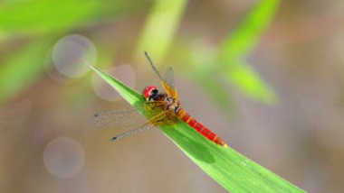 Haccho dragonfly confirmed at Mobility Resort Motegi