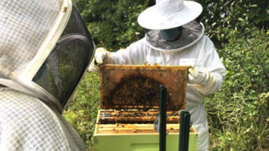 Beekeeping activity