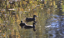 コガモなど多くの渡り鳥の休息地となっている調整池