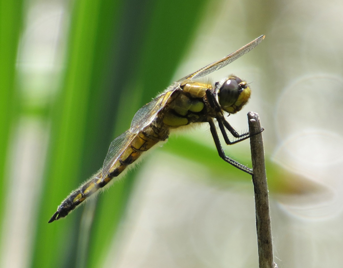 希少生物ヨツボシトンボ
