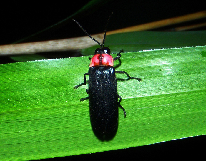 希少生物ゲンジボタル