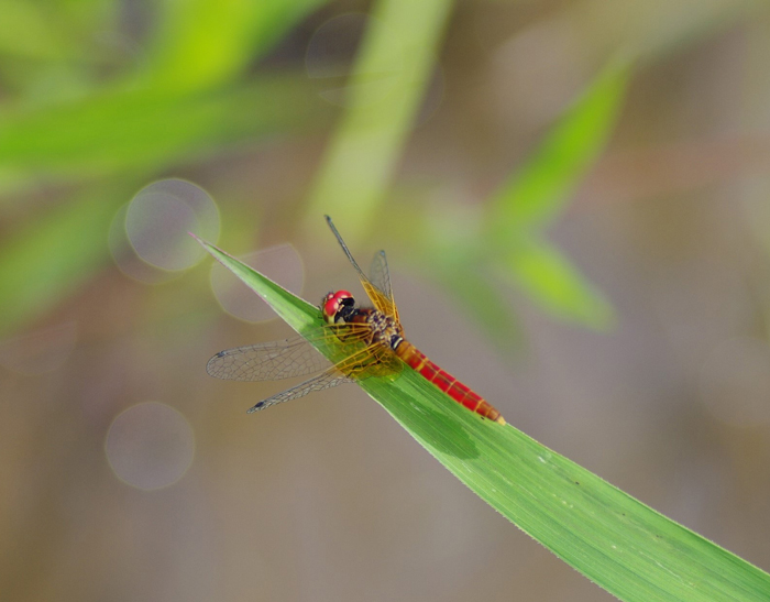 絶滅危惧種ハッチョウトンボ