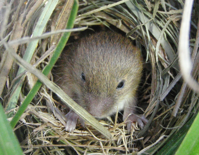 希少生物カヤネズミ
