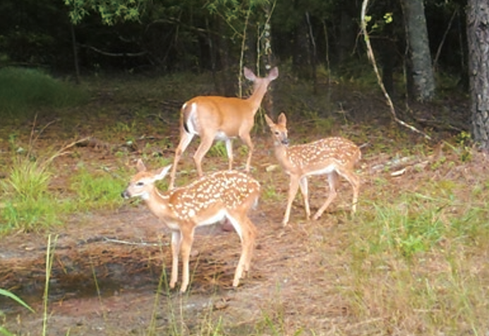 Hondaアメリカ生物多様性の保全