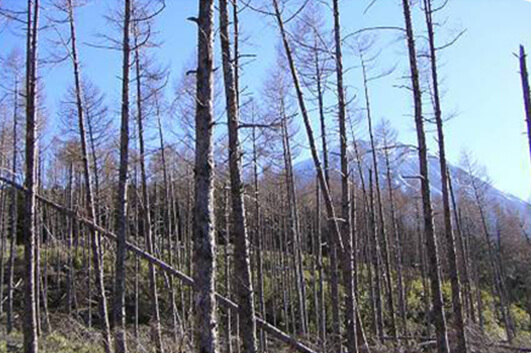 失われた100haのシラベの森…針広混交林の森づくりが始まった