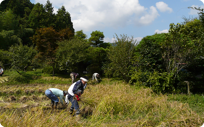 たわわに実った稲を収穫する、秋の稲刈り。