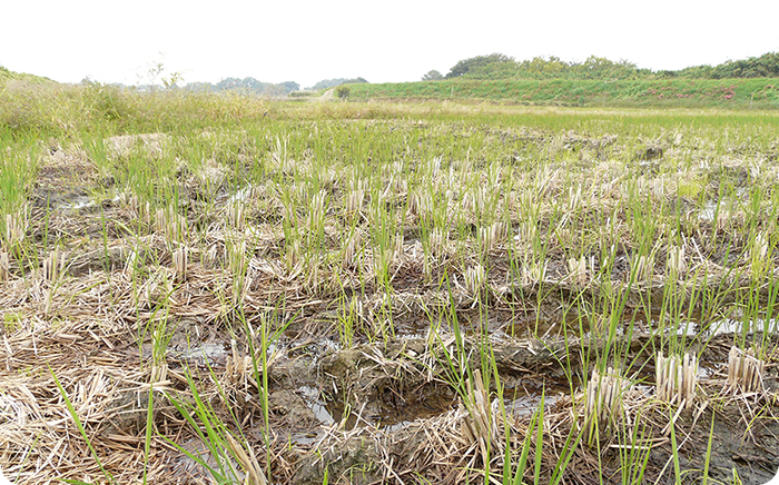 稲刈りの後、水が蒸発して無くなった田んぼ。