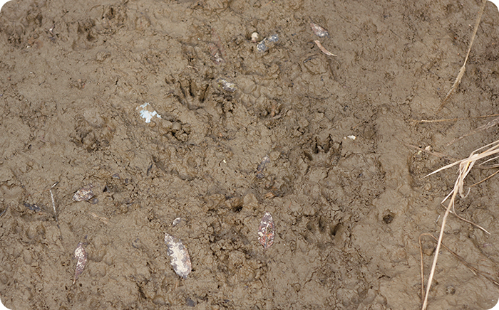 爪の跡がはっきりと残る小さな動物の足跡。これはイタチです。