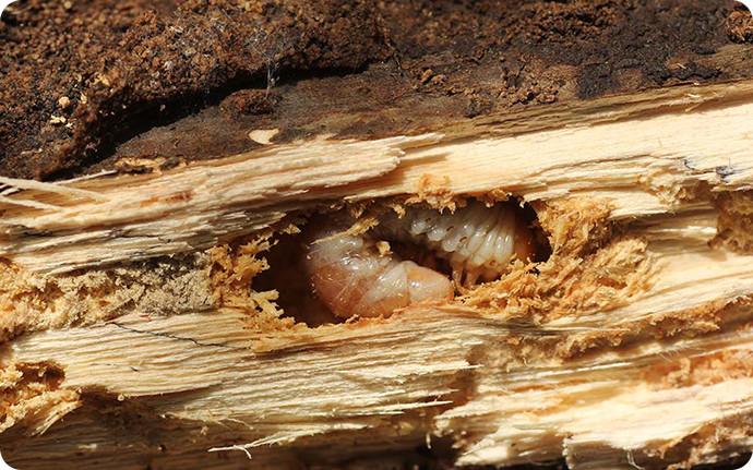 割れた朽木に、クワガタの幼虫の糞が詰まった通り道が見つかると、確実に見つかります。