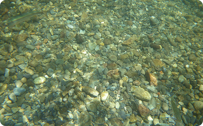 透けて見える川底が小石や砂の場所がポイントに。