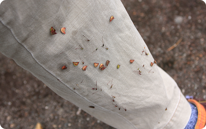 草むらに入ると、ズボンには色々な種類のくっつきムシが！
