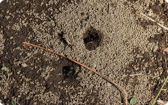 地面を掘った土が積み重なって盛り上がっているのがアリの巣の入り口。