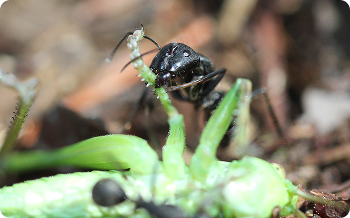 倒した獲物（バッタ）を強力なアゴで噛み切って運べる大きさにして巣に運ぶアリ。