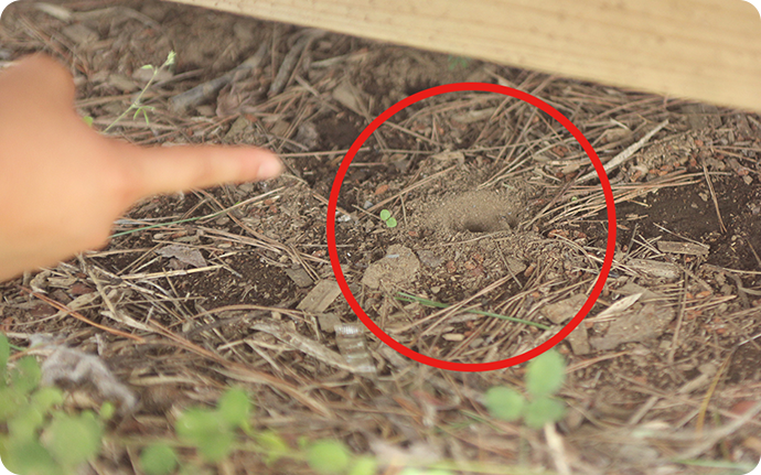 丸く囲った部分がアリジゴクの巣。民家の軒下などの砂地で見つけることができます。