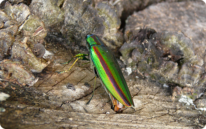 ヤマトタマムシ：緑色に虹のような筋が入る翅が特徴。お尻の産卵管を差し込んで産卵しています。