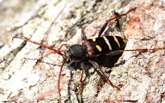 クリストフコトラカミキリ：黒と黄色の縞模様を持つトラカミキリの一種で、スズメバチに擬態していると言われる虫です。