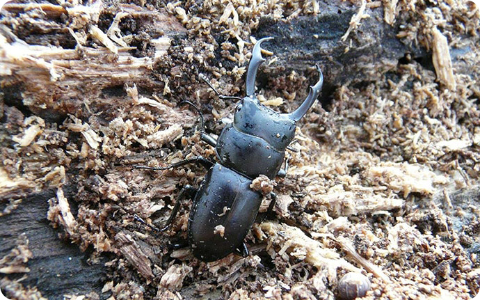 コクワガタ：日本で最も多く見かけるクワガタの一種。また色々な朽木に産卵するので幼虫も見つけやすい種類です。